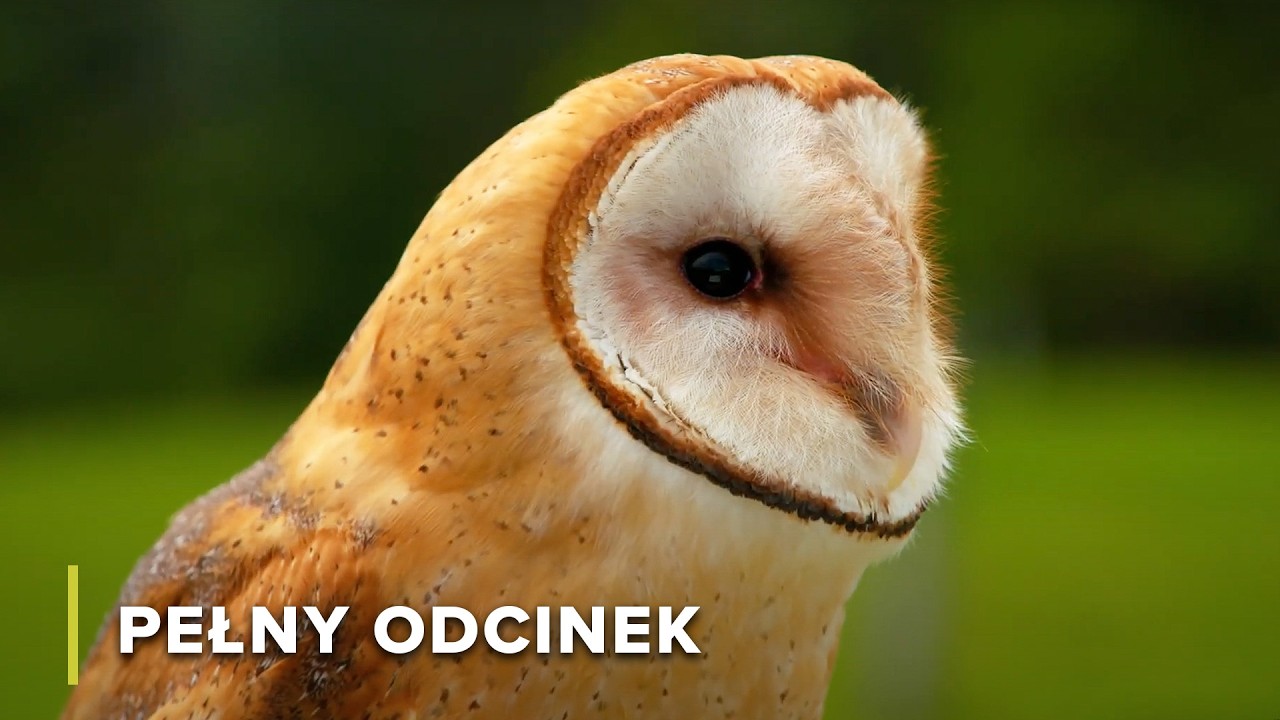 Drapieżne Ptaki: Sowy, Sokoły, Orły i Jastrzębie | Atak i obrona 102