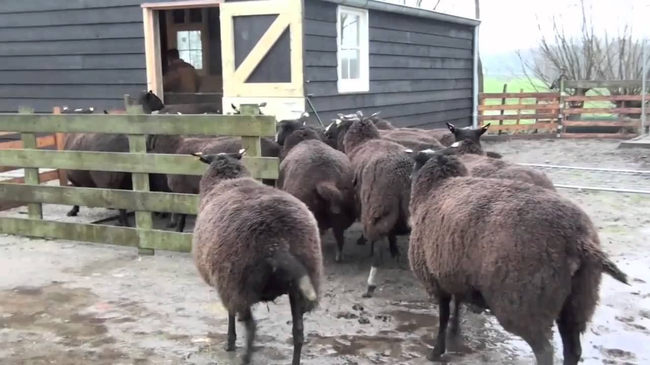Zwartbles komen in de nieuwe schuur