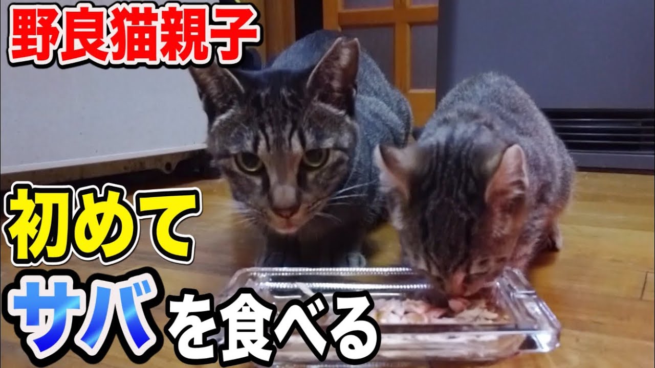 野良猫親子 子猫 家猫化 【野良猫が初めてサバを食べるとこうなります】Kitten Funny cats Japanese traditional house