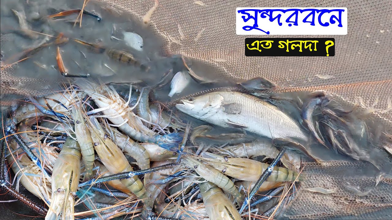 সুন্দরবনে গড়া জালে বেশ ভালই গলদা চিংড়ী পেয়েছি আজ । Fishing in Sundarban | Adventure BD