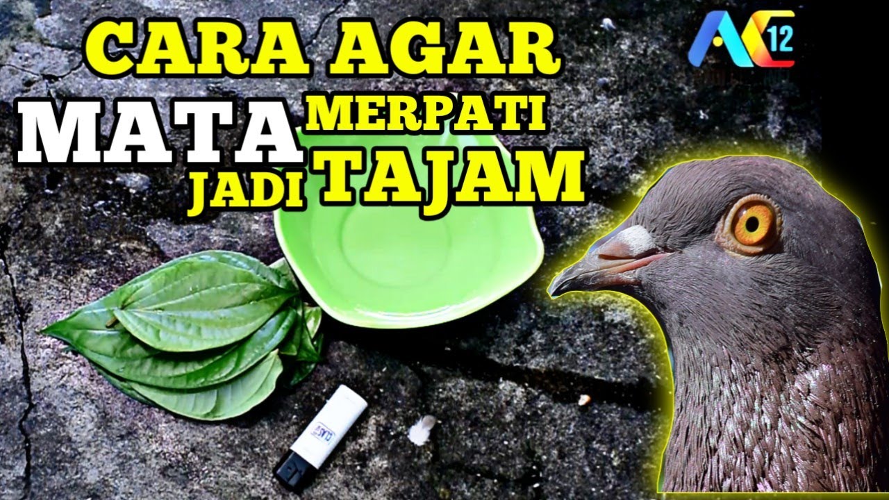 CARA MENAJAMKAN MATA BURUNG MERPATI DENGAN DAUN SIRIH
