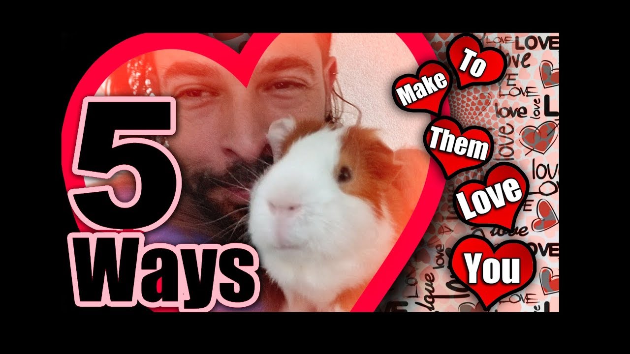 5 Ways to Make Your Guinea Pig Love You