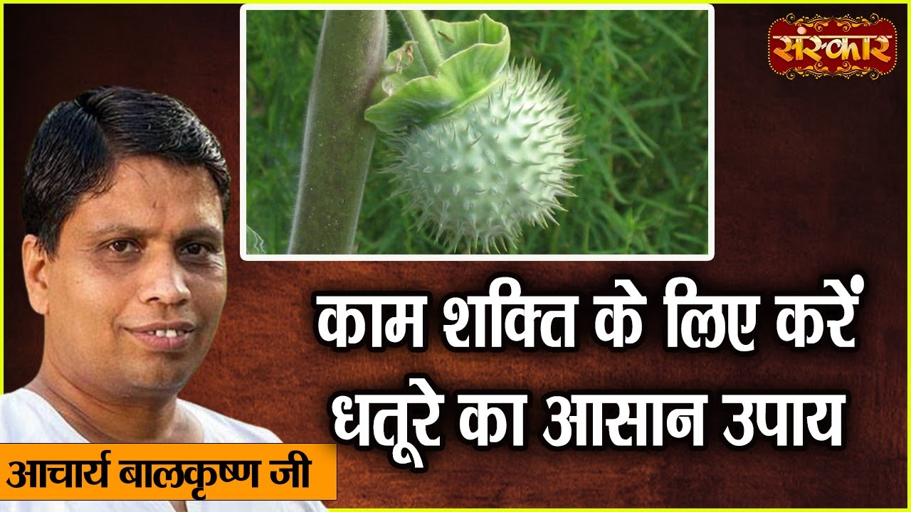 काम शक्ति के लिए करें धतूरे का आसान उपाय | Benefits of Datura | Acharya Balkrishna Ji Ke Nuskhe