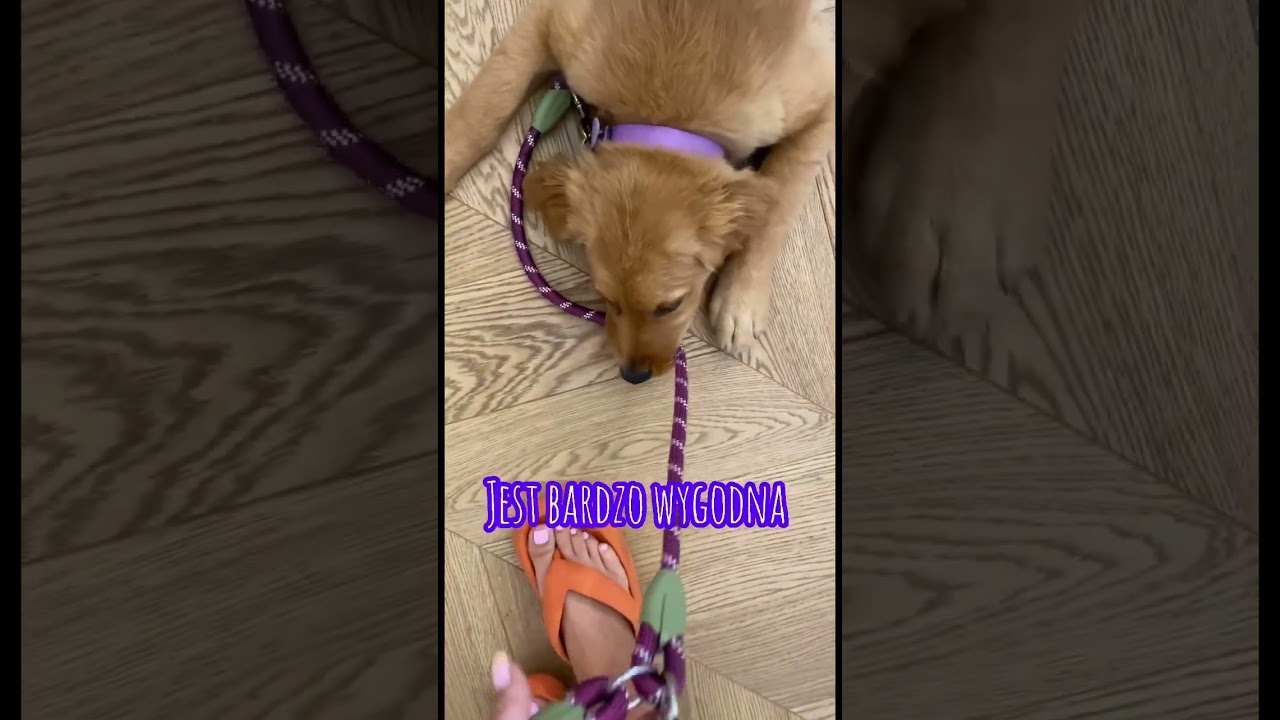 Zakupy dla Blanki z #shein #goldenretriever #goldenpuppy #puppy #goldenlive #golden #obroża #smycz