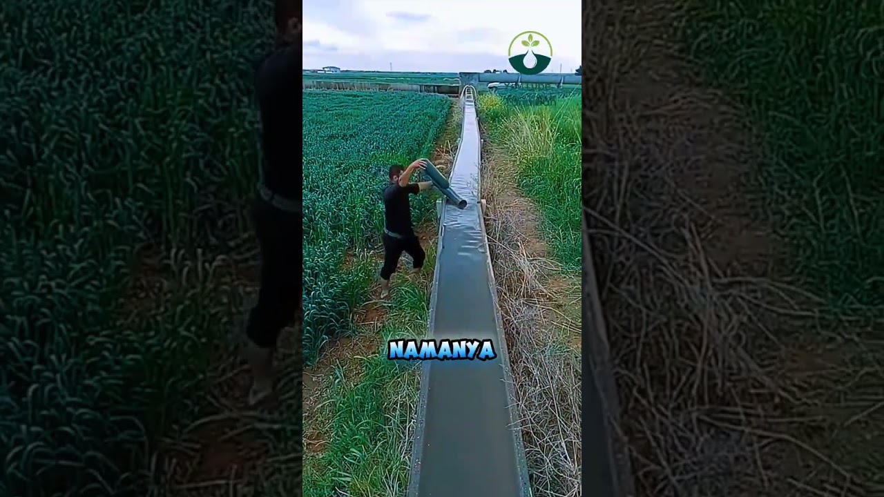 Teknik pengairan lahan kebun tanpa menggunakan mesin #shorts
