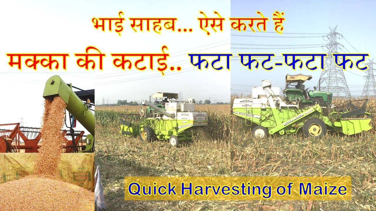 28 - मक्का की कटाई.. फटा फट II Quick harvesting of maize