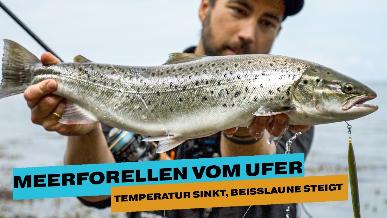 Meerforellen WAHNSINN I Nah am Ufer kommen die ATTACKEN