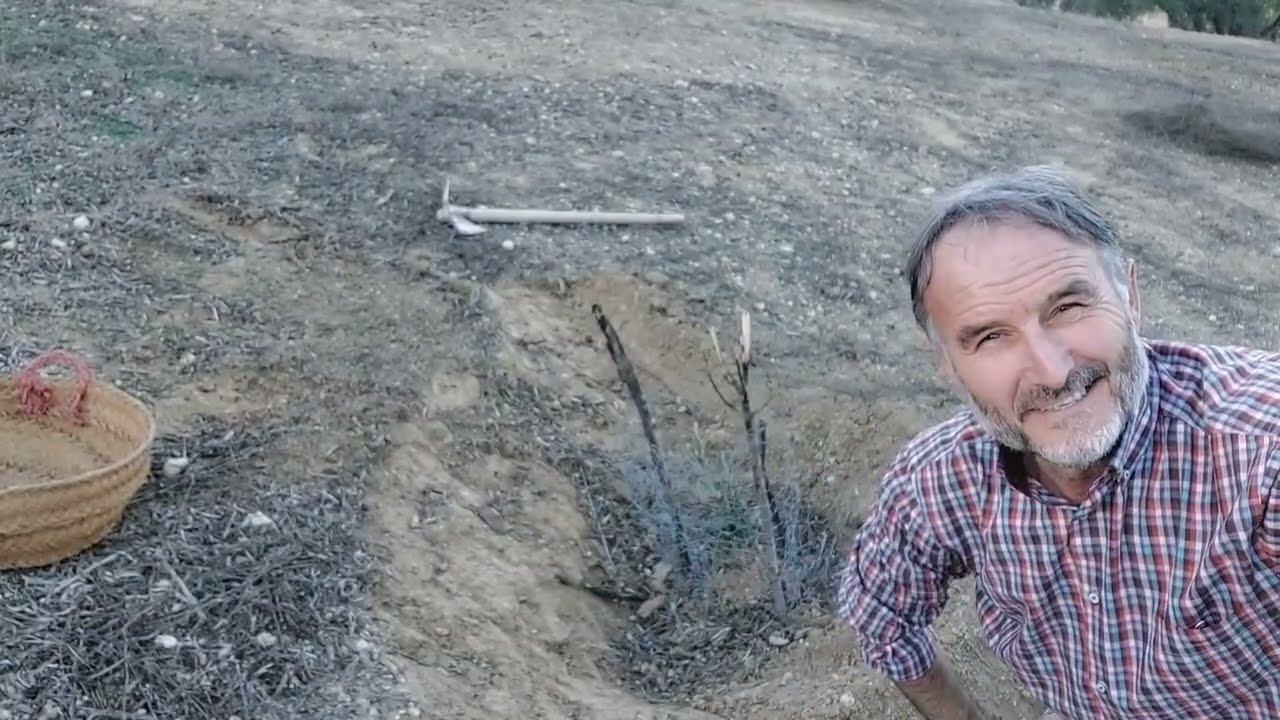 Como aventajar la crianza de un olivo