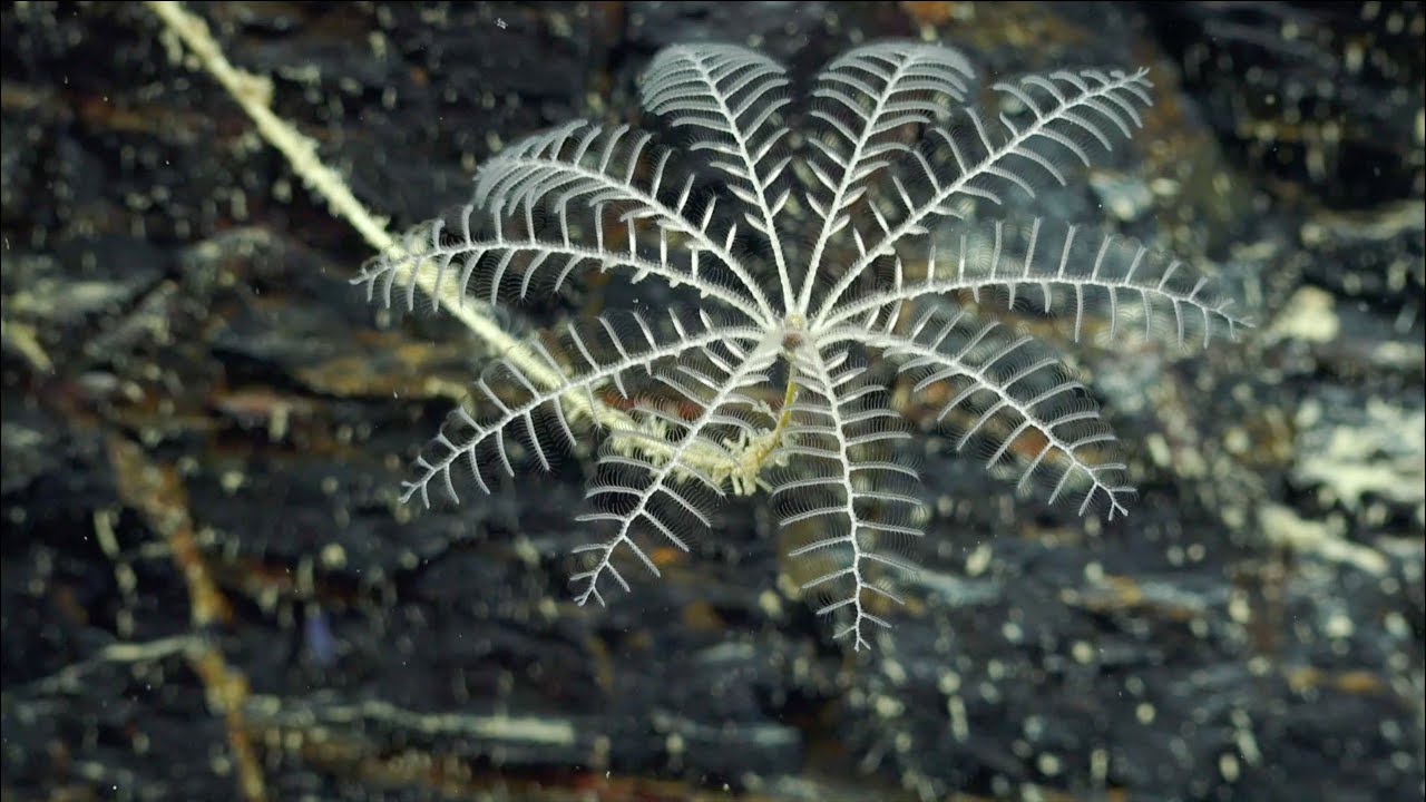 Illuminating Biodiversity of the Ningaloo Canyons - 