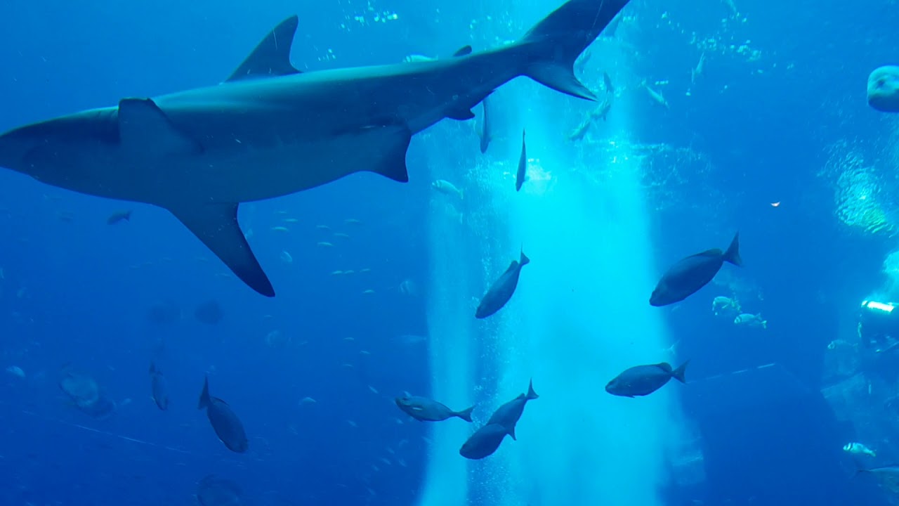Atlantis aquarium