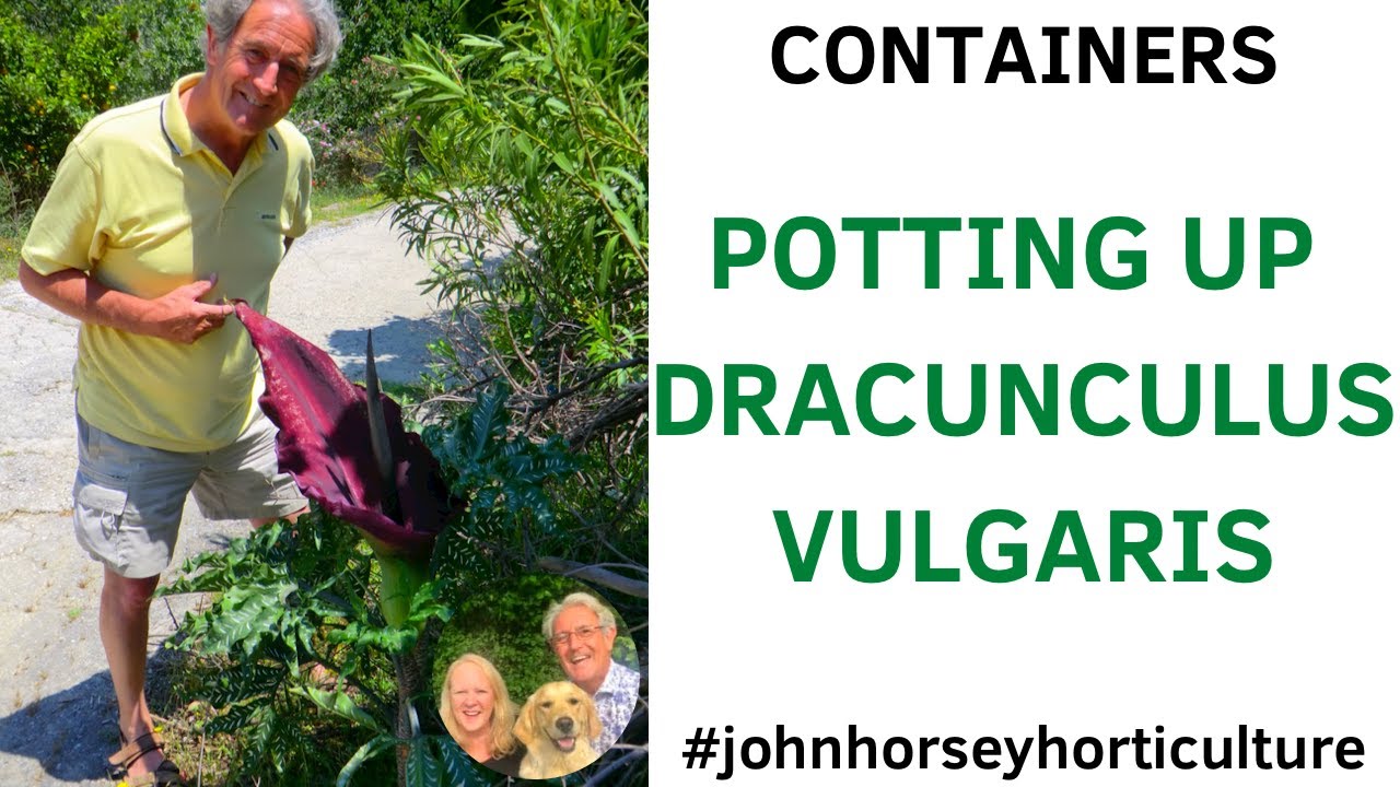 GROWING DRAGON PLANTS: ESSENTIAL POTTING GUIDE