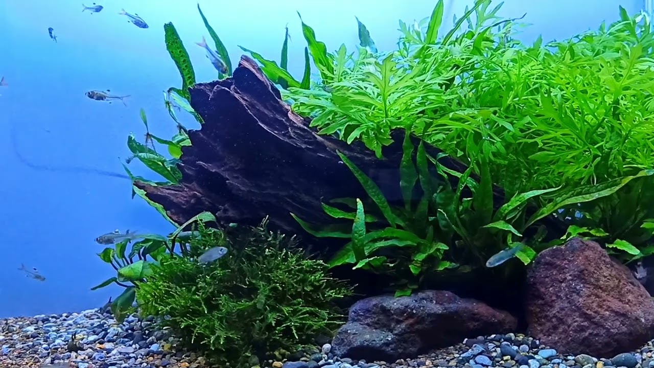 Update aquascape hemat untuk pemula simple dan subur tanpa co2