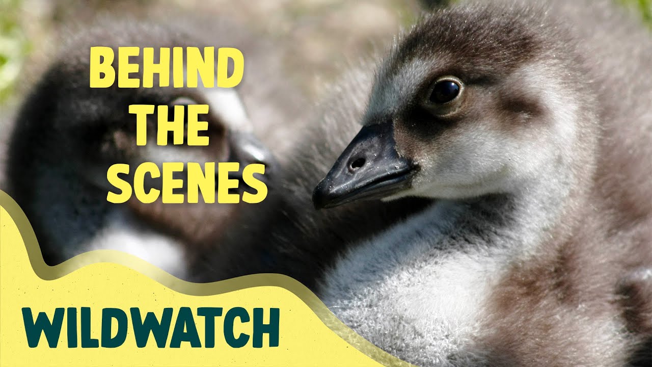 New life abounds, the signs of spring | WildWatch | Behind the scenes at WWT