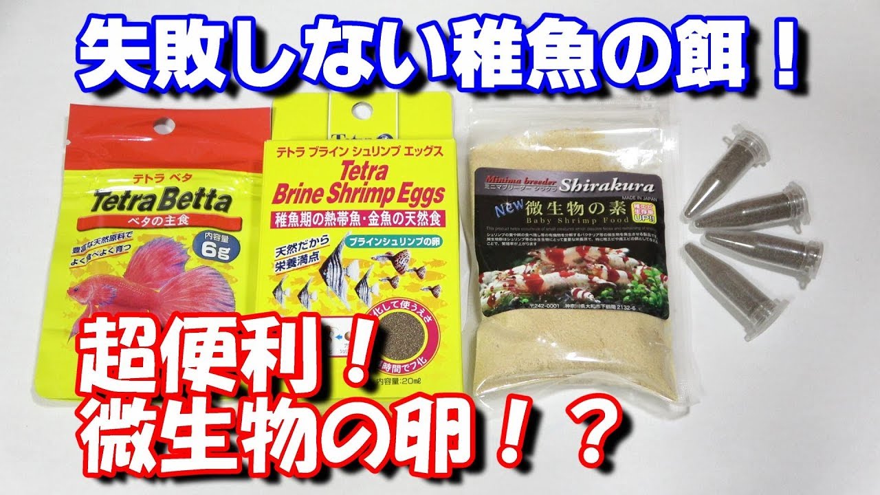 ベタ稚魚エサの準備！泡巣作り2日目！【ベタの繁殖seasaon3#10】
