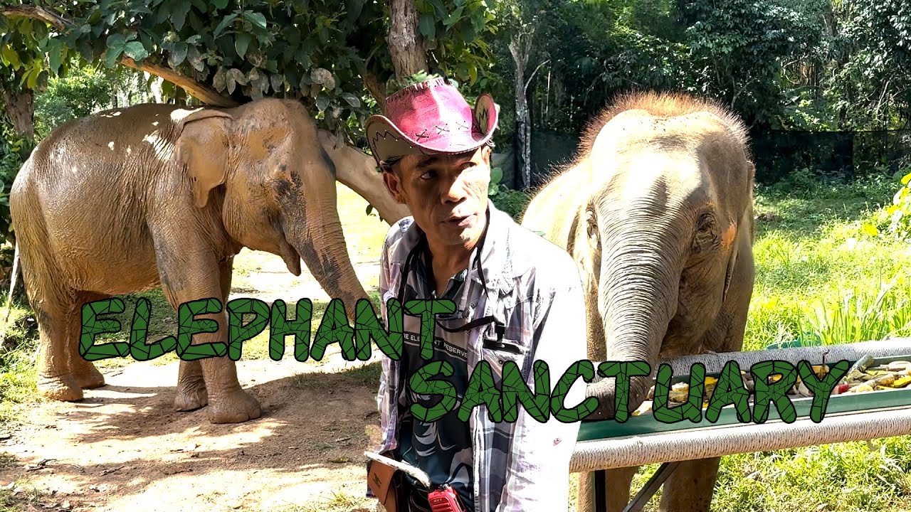 Unforgettable Day at Phuket Elephant Nature Reserve: Feeding Giants & Creating Art from Nature! 🐘✨