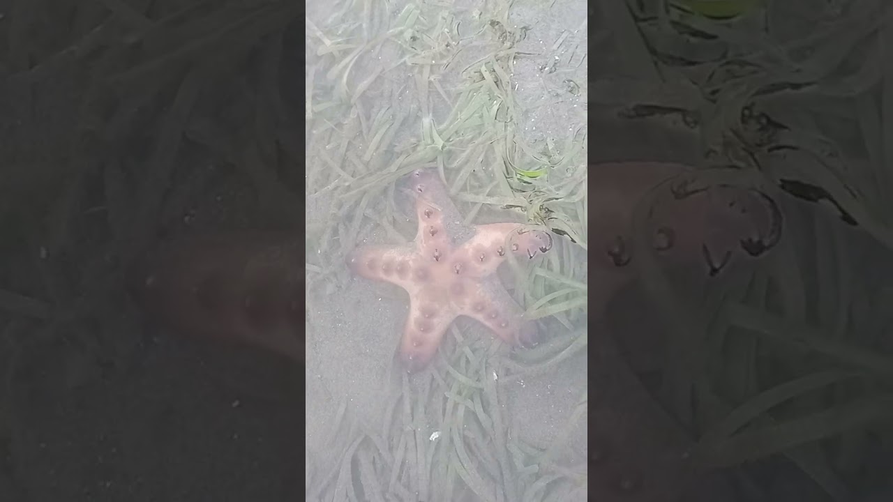 #subscribe #starfish Ganda na panahon ❤️♥️