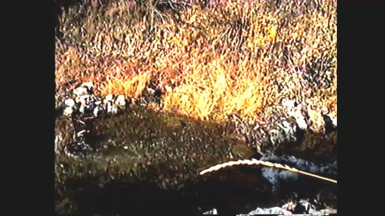 Canmore Creek Spawning   Post Enhancement Work, BVHD