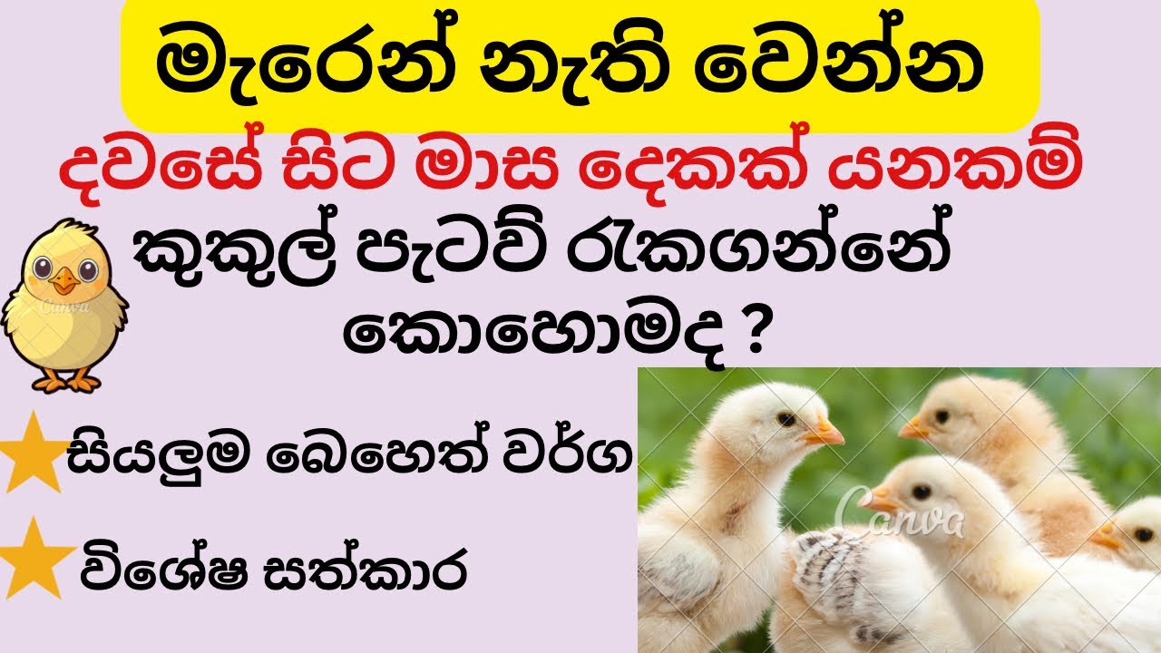 දවසේ සිට මාස දෙක වෙනකම් මැරෙන් නැති වෙන්න කුකුල් පැටව් රැකගන්නේ කොහොමද🐓👈🙀