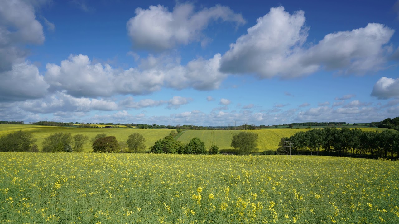 Rapeseed Time Lapse Two