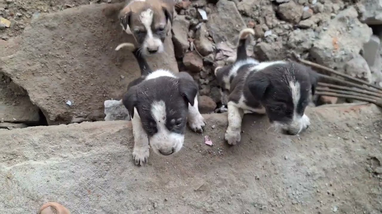 These Puppies Have No Mother 🐾💔 | they are very hungry and asking for food