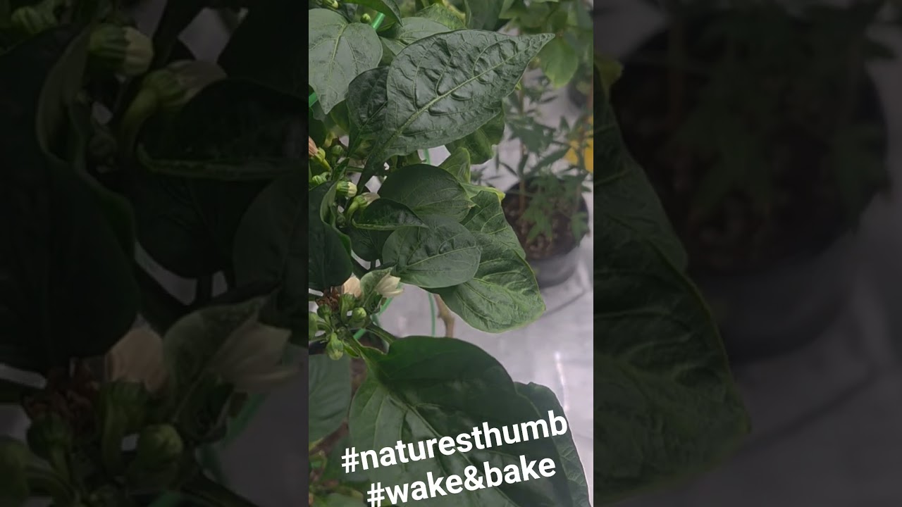 Wake and Bake with Natures Thumb #420 #bag #cannabiscommunity  #wake&bake #naturesthumb