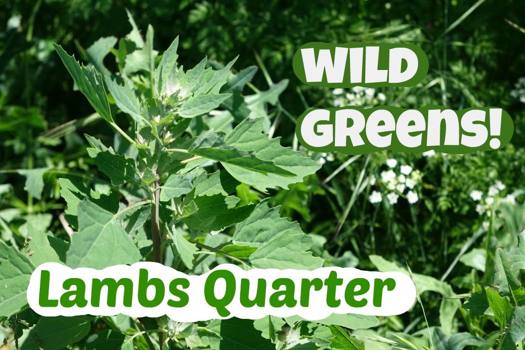 Picking and eating lambs quarter: with the only recipe you need