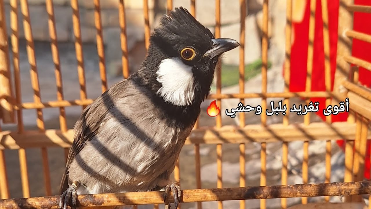 أقوى تغريد بلبل وحشي لتهيج البلابل البارده 🔥
