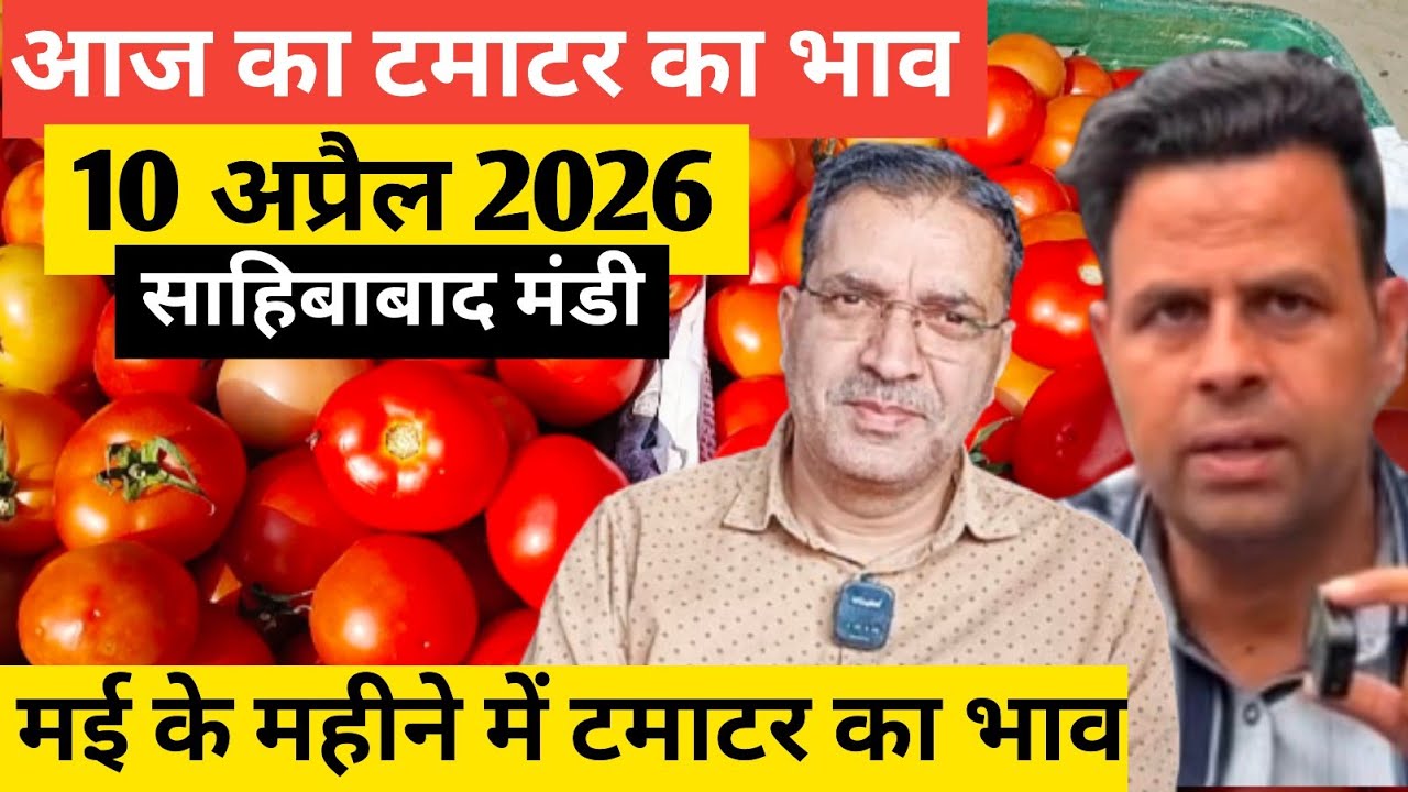 Why This Indian Mandi is Full of Tomatoes 🍅आज का टमाटर  भाव