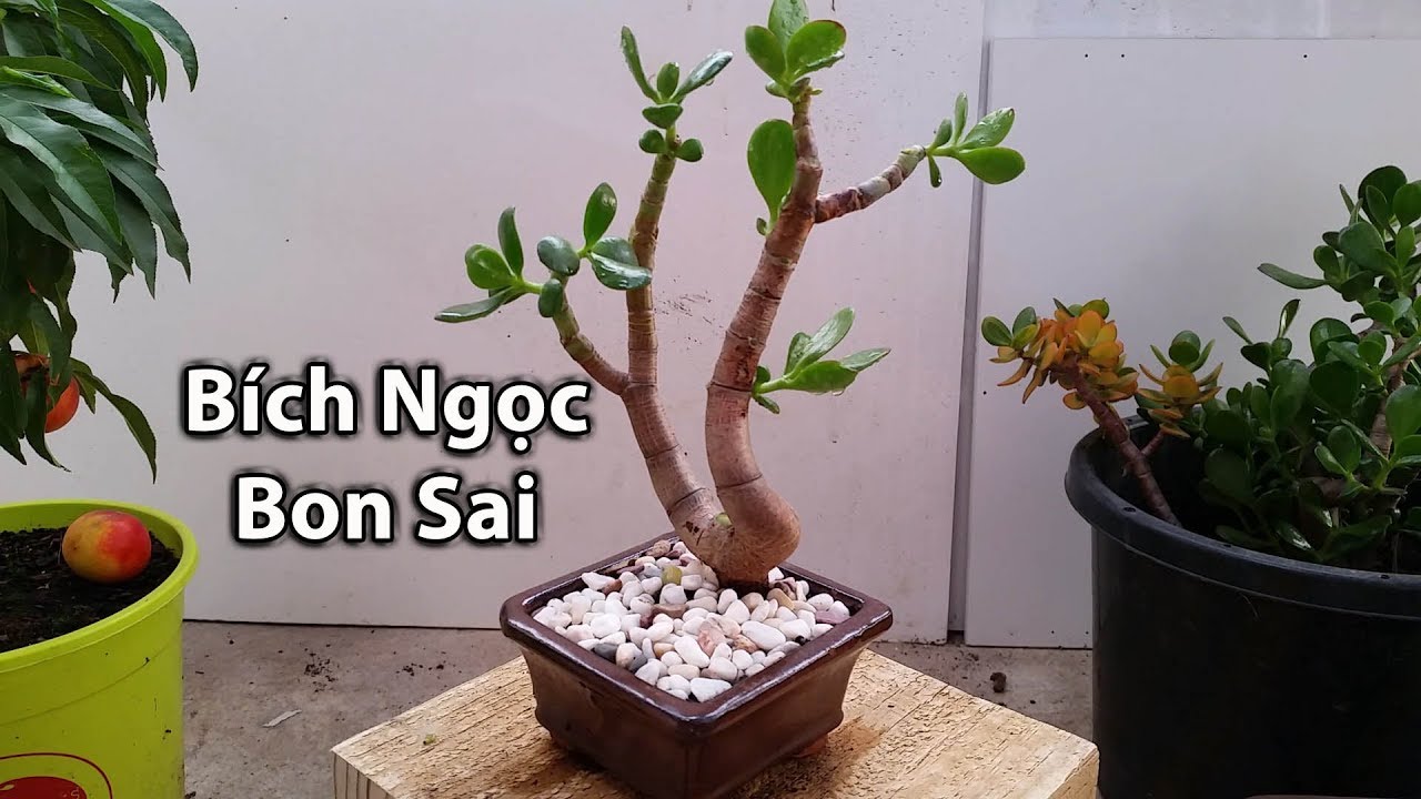 Tạo Dáng Bích Ngọc thành Bon Sai