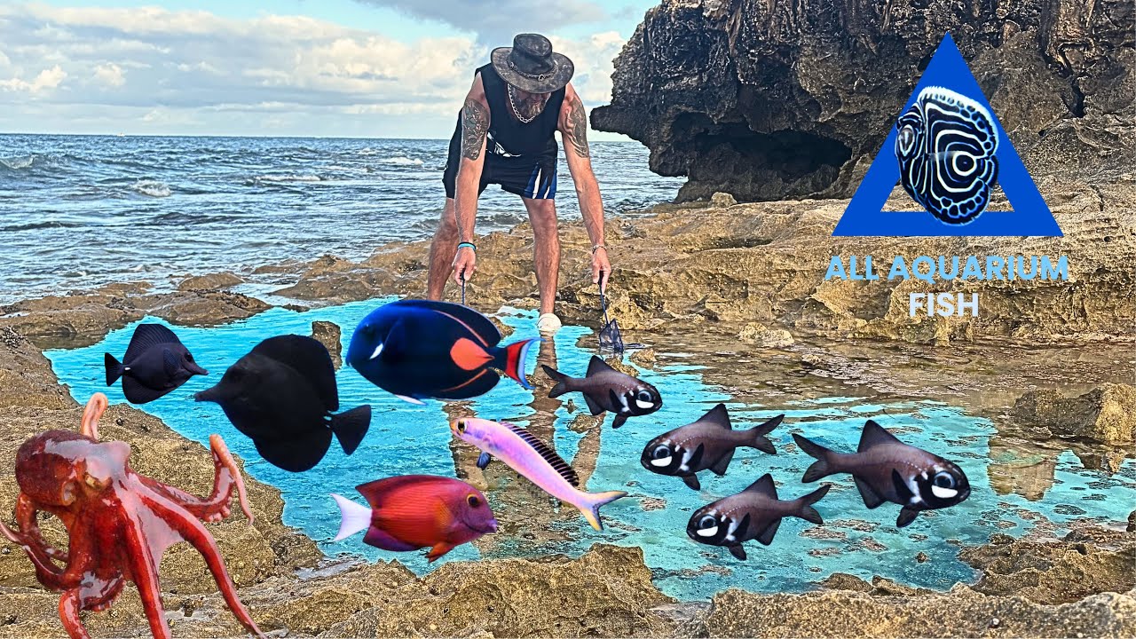 RARE FISH + CORALS + TIDE POOLING #rarefish #marinefish #tidepooling #lowtide #exoticaquariumfish