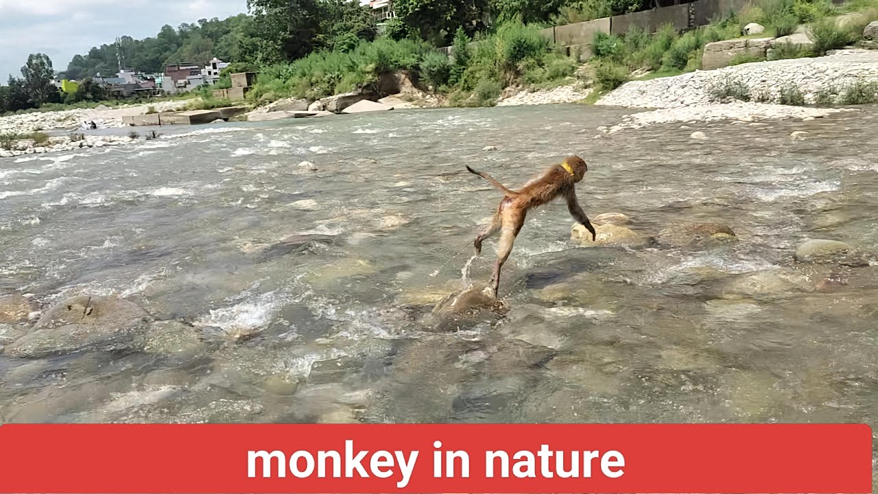 Monkey in the nature 🐒🐒🌳🌲🌵🌴🌿