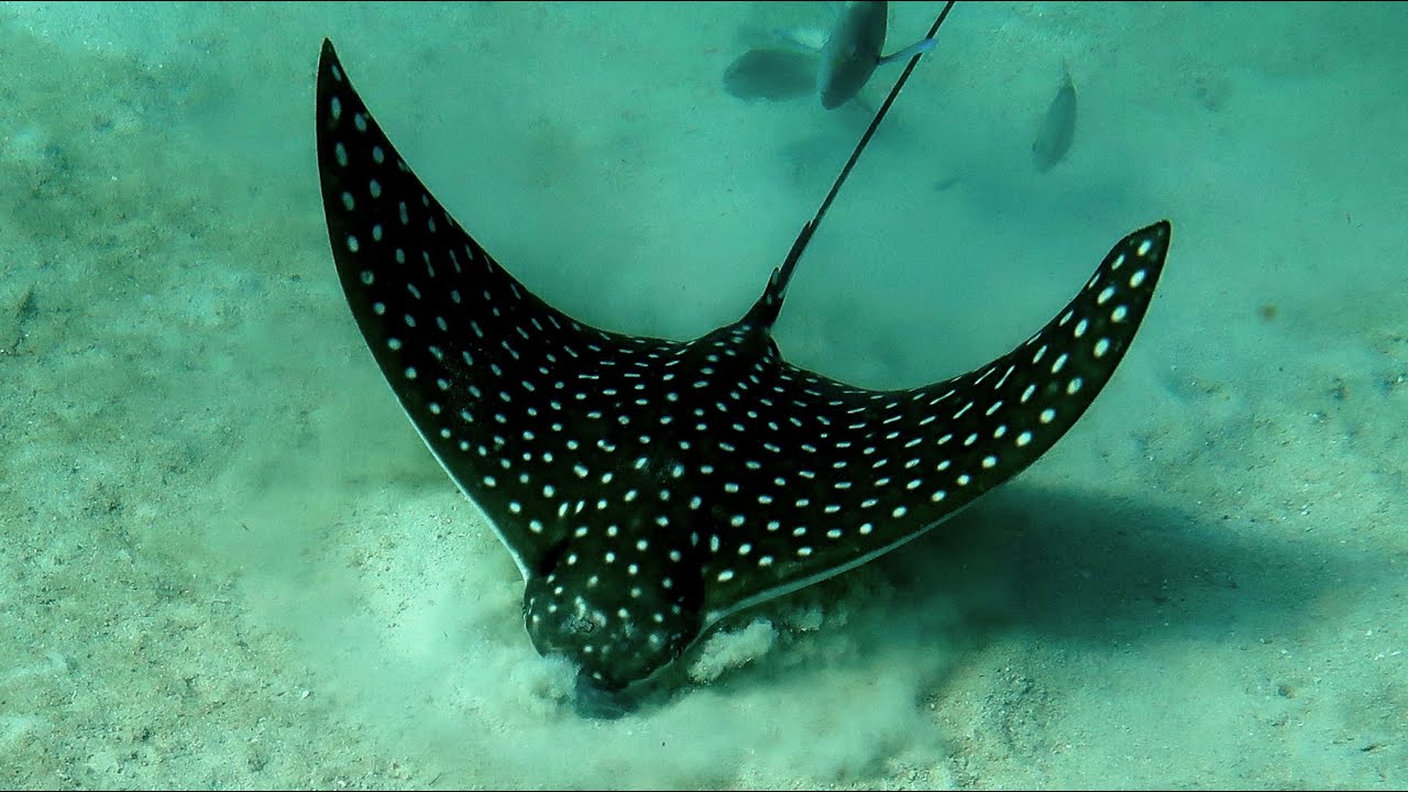 Snorkeling San Blas. Arround Isla Diablo, Isla Perro Chico, Isla Chichime. Panama. December 2019