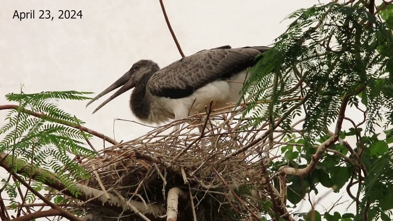 First flights for yellow-billed stork chick