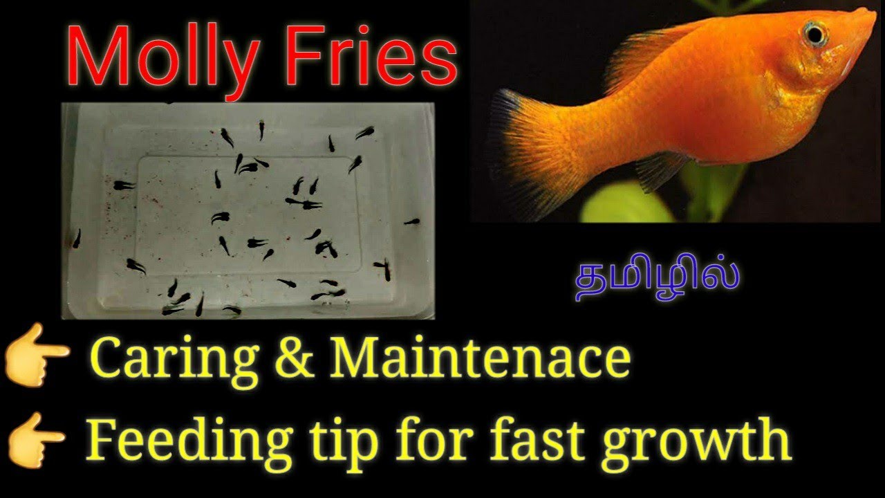 Molly fries complete care tips | Fast growth tips | Tamil | SR