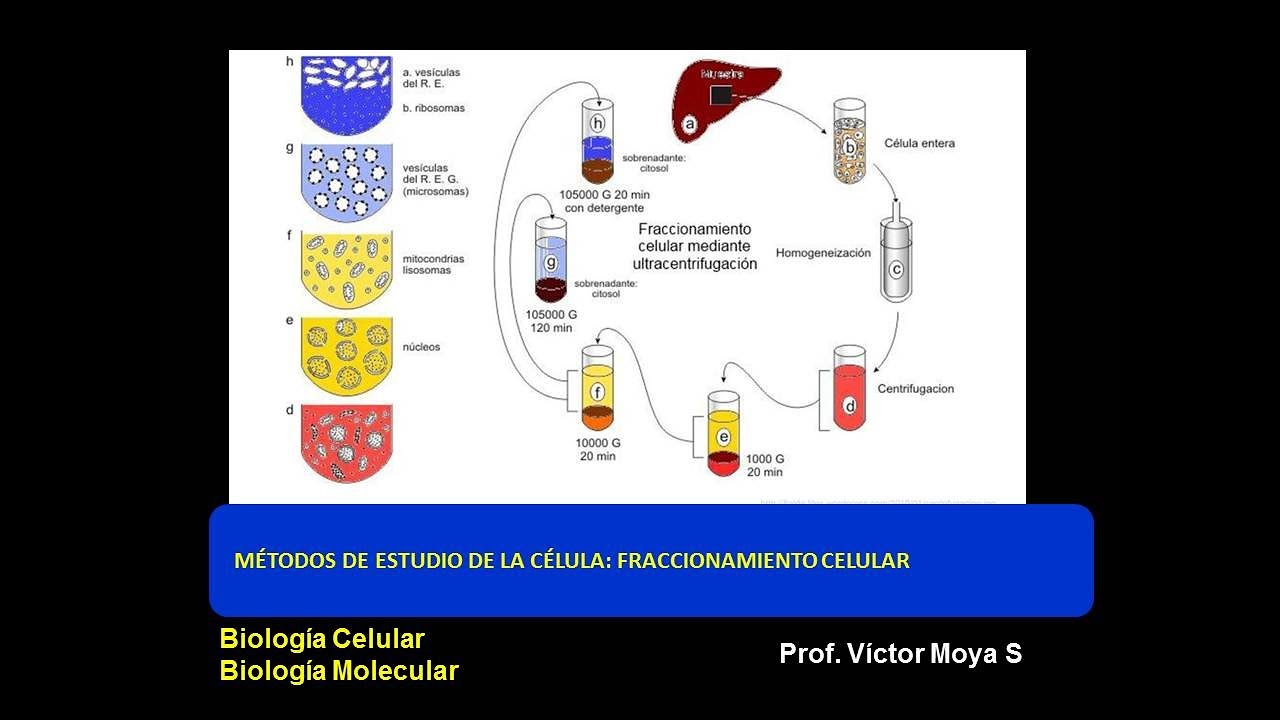 Clase Fraccionamiento Celular