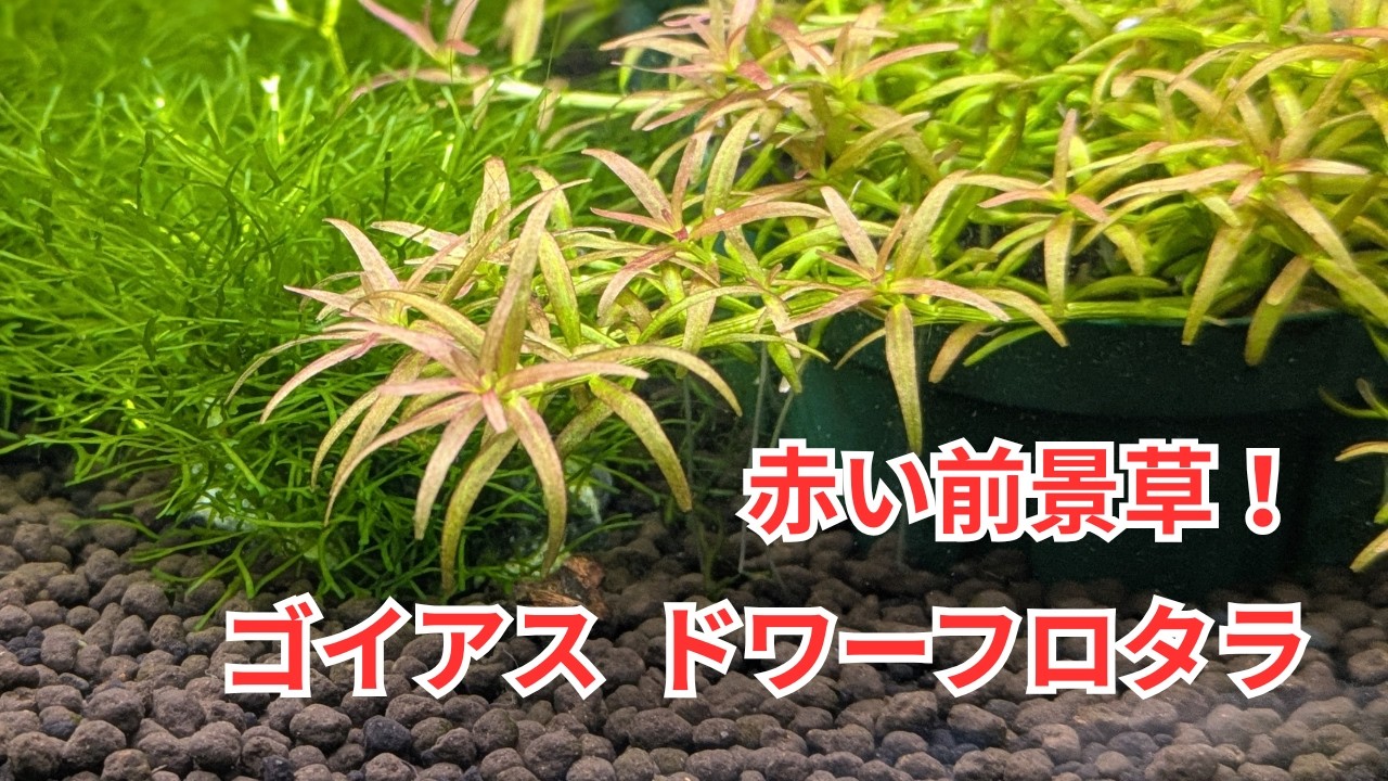 赤い前景草をお探しの方におすすめの「ゴイアスドワーフロタラ」をご紹介！