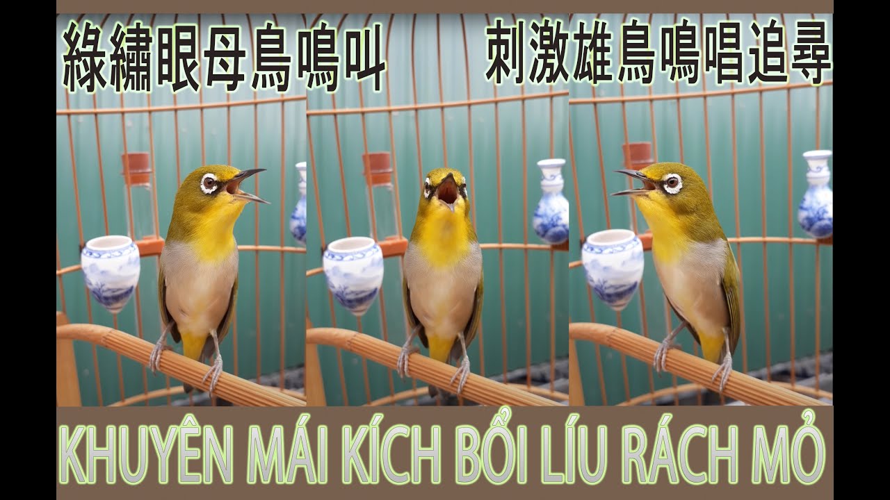 Vành khuyên mái kích bổi líu, nhanh lên lửa sau 1tuần,nghe là líu ,nghe là lên lửa  綠繡眼母鳥鳴叫～刺激雄鳥鳴唱追尋