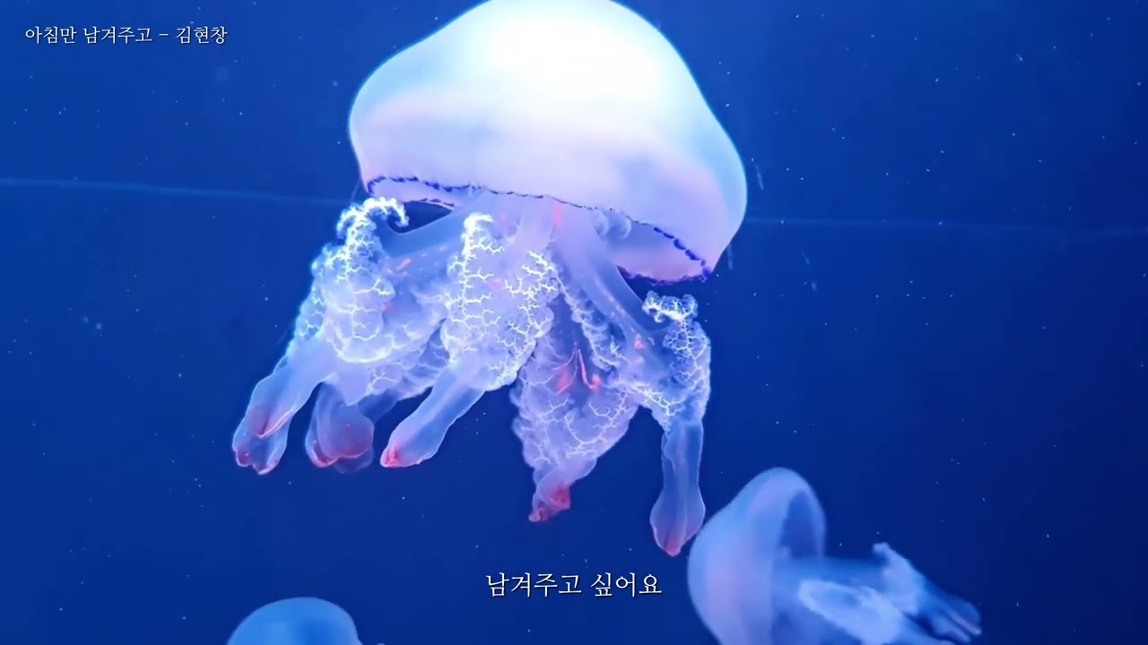 𝐏𝐥𝐚𝐲𝐥𝐢𝐬𝐭 해파리