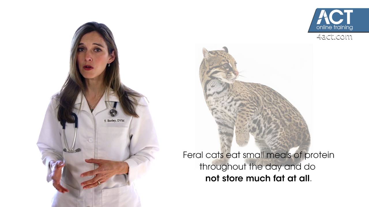 The Truth about Obesity in Pets