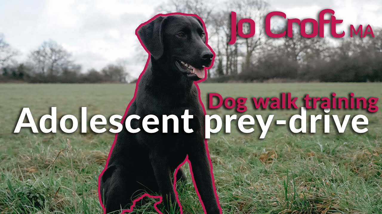 Organic Walk Training with Adolescent Dog | Prey Drive | Recall