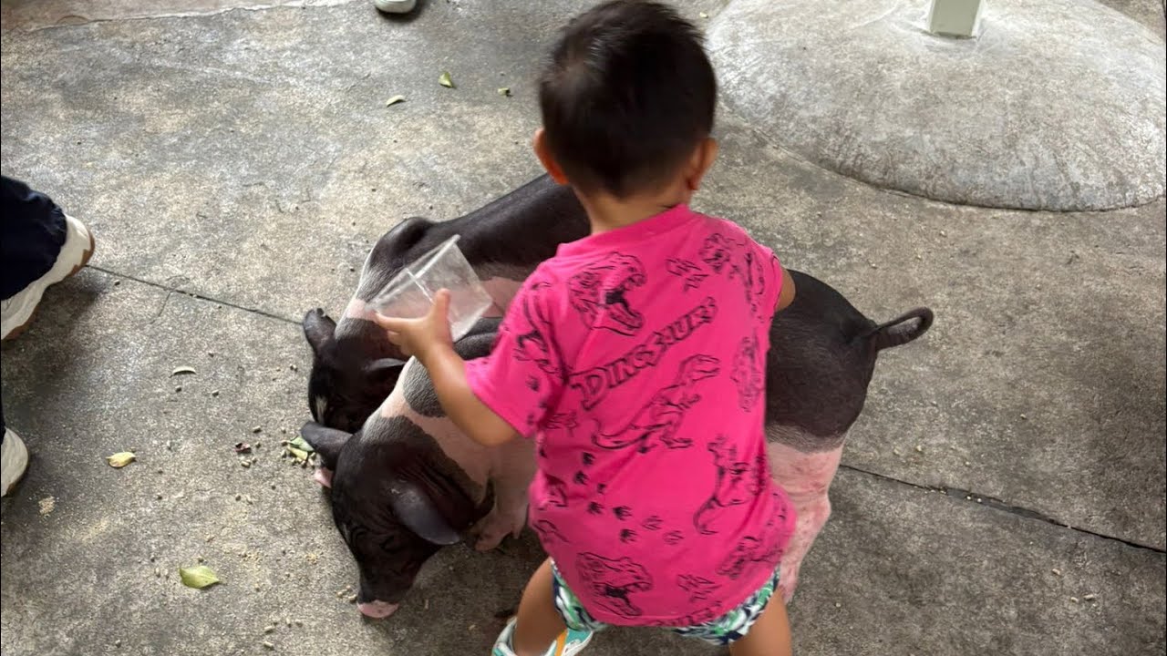 深圳野生動物園|見證心心成長點滴|港車北上￼