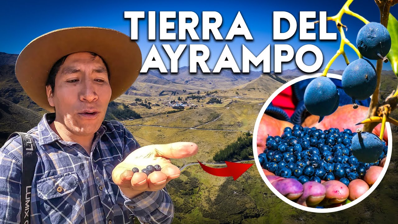 La FRUTA SECRETA QUE UTILIZABAN LOS INCAS para combatir enfermedades: El Ayrampo | Buenavista