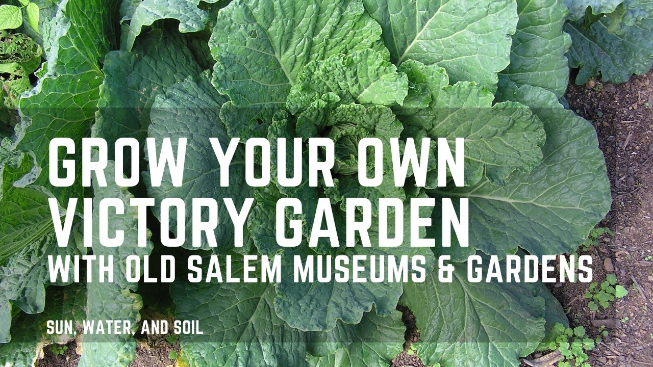 How to Grow Your Own Victory Garden: Sun, Water, and Soil