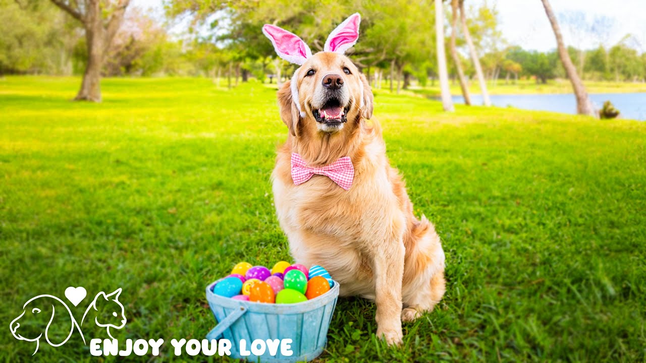 Relaxing Dog Music: Anxiety Relief When Left Alone at Home 🐾🎵Dog Stress Relief Music🎵