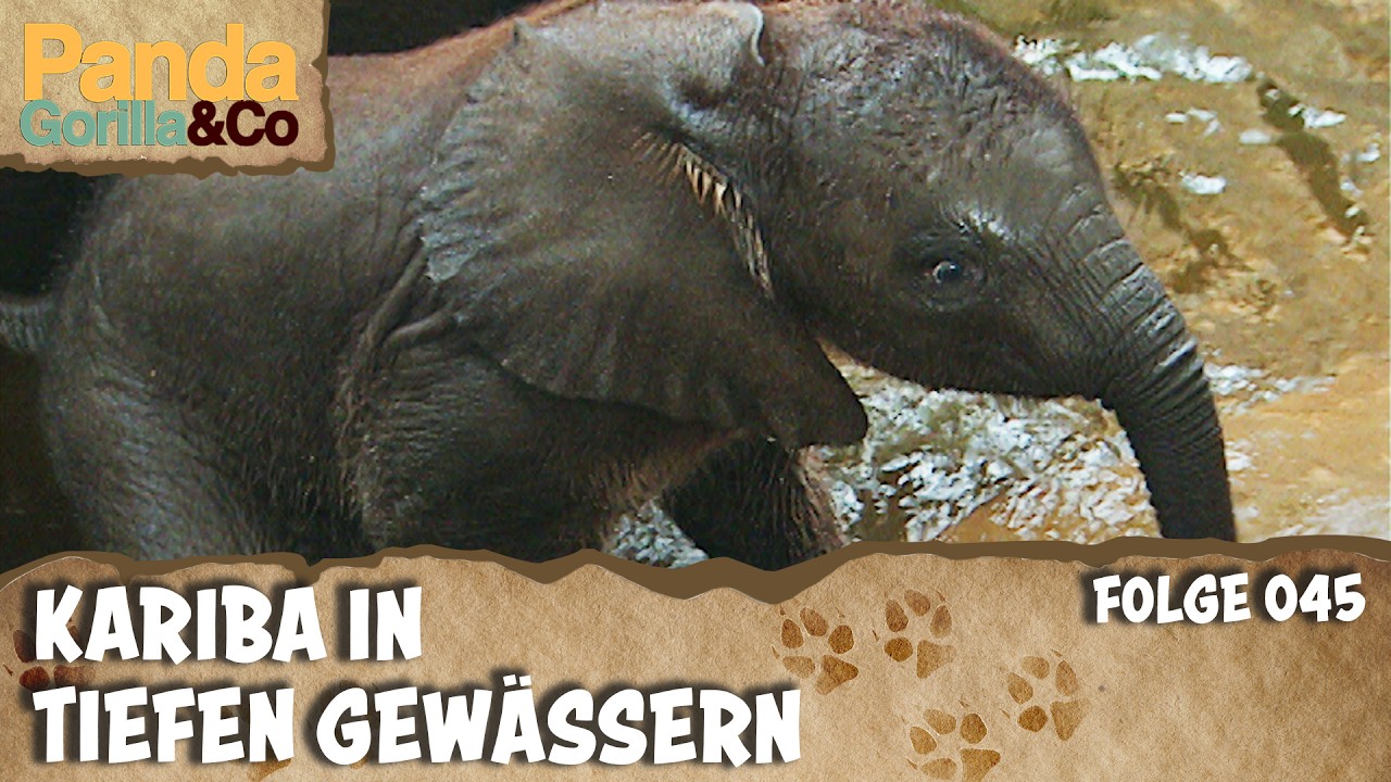 Schwitzende Pandas im Zoo und Premiere für Elefant Kariba | Panda, Gorilla & Co.