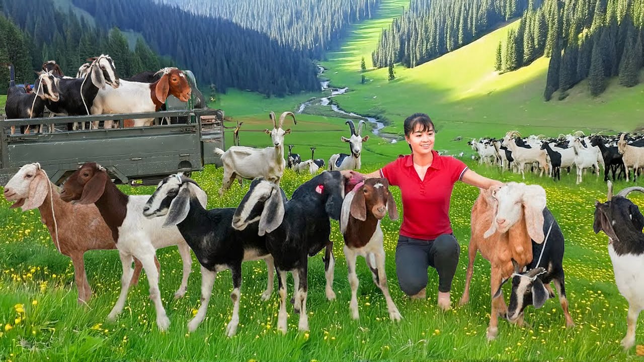 Use 3-wheeled Vehicle to Buy Farmer's Goat Herd, Transport Goats Go to Market Sell – Farm Life