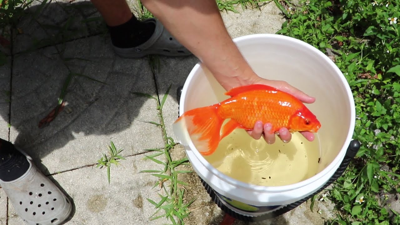 SAVING GOLFISH FROM DRIED UP PUDDLE!!