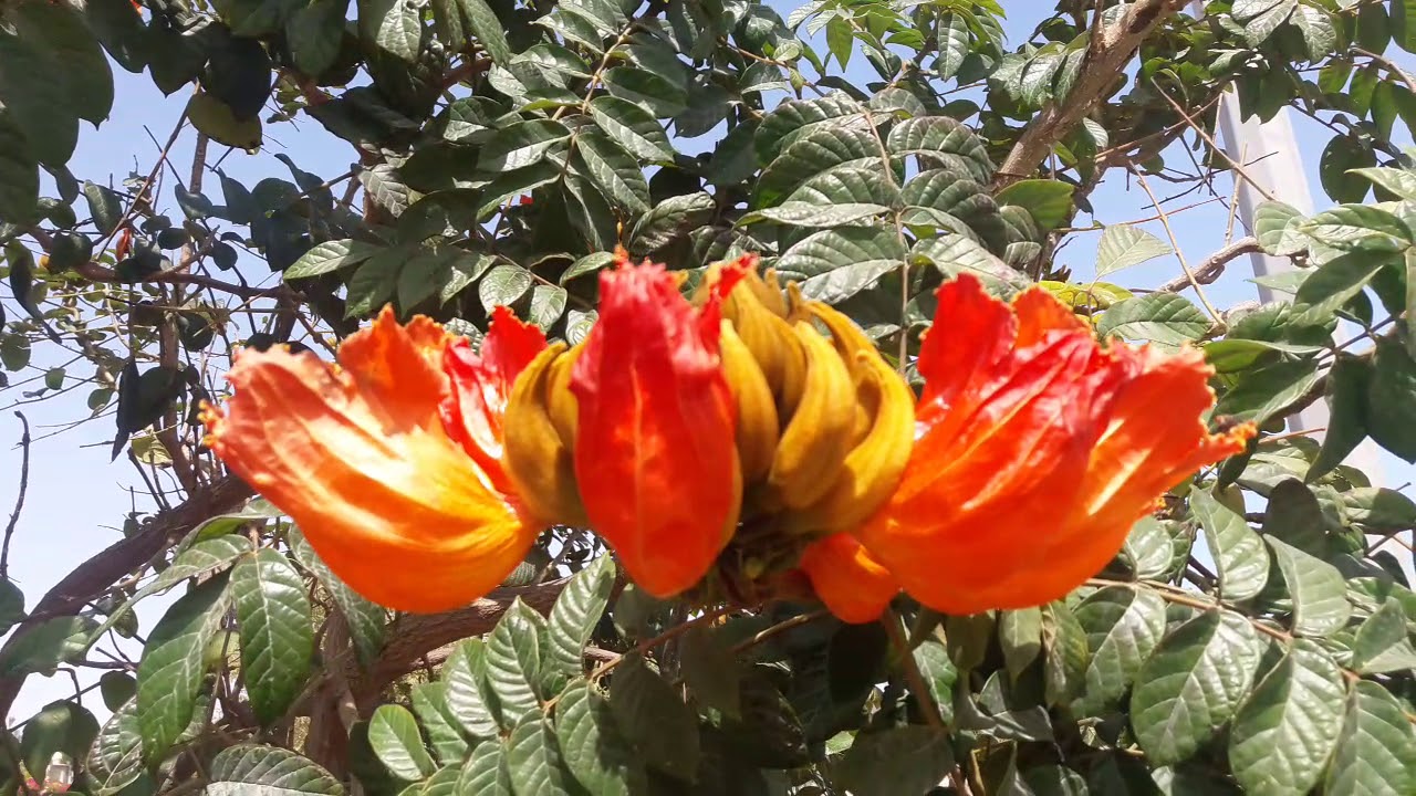 شجرة التيوليب الافريقية Spathodea campanulata
