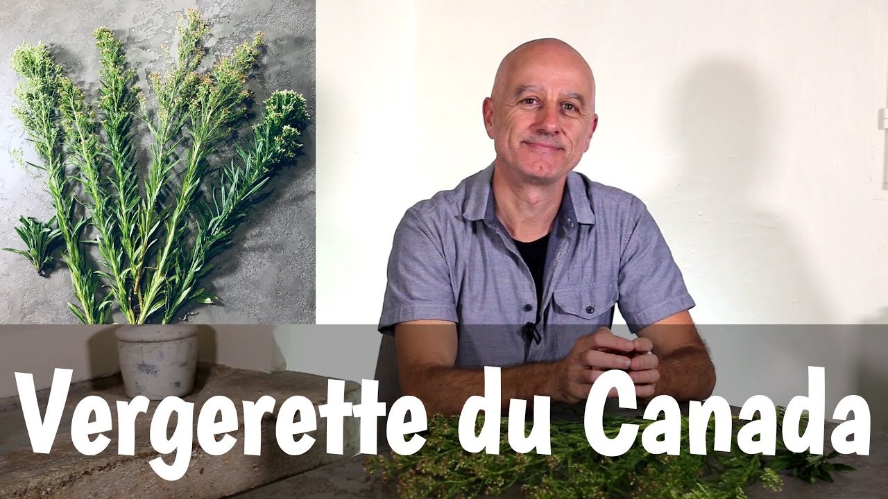 Vergerette du Canada : inflammations intestinales, élimination acide urique