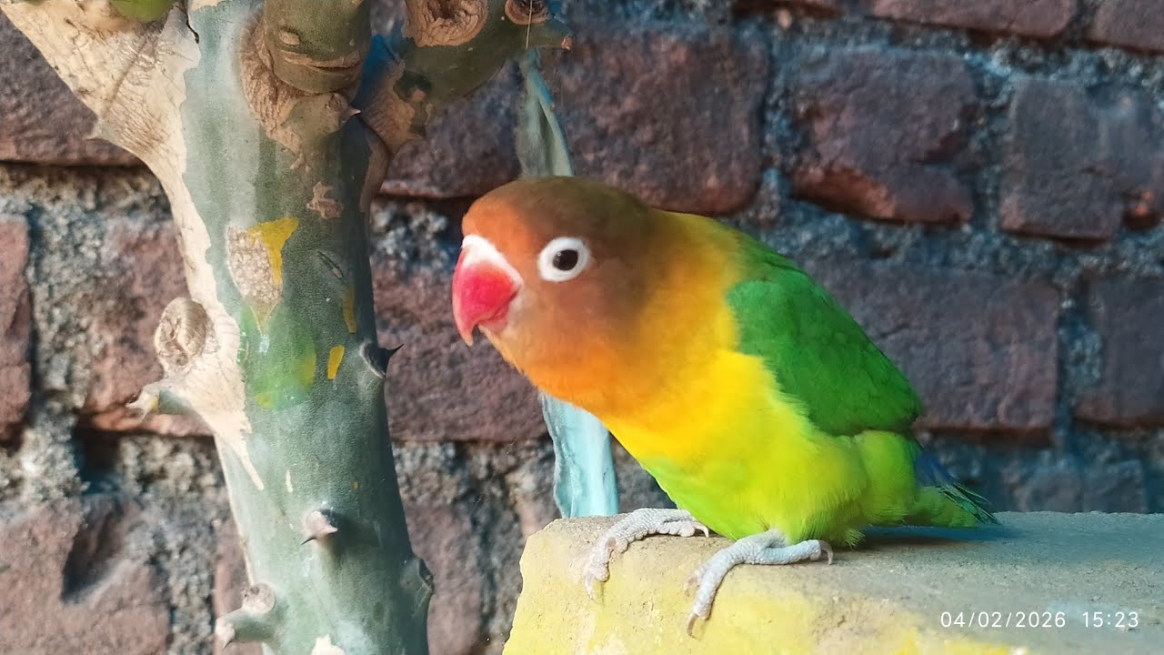 Love Birds Titu....🦜 is live